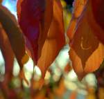 Autumn Leaves - Morgue Files - public domain free photographs.