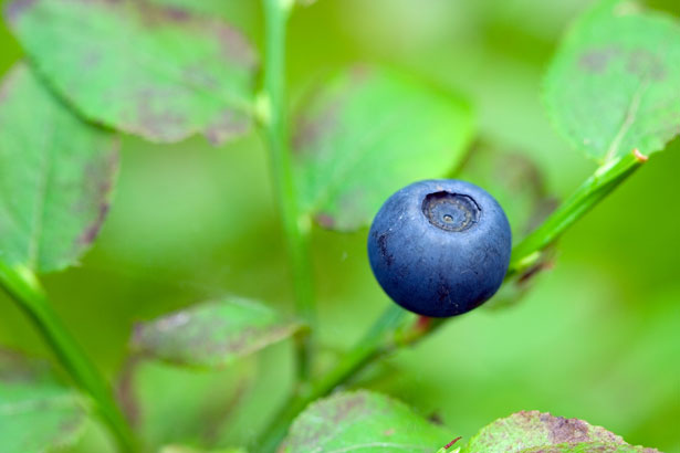 One blueberry among the green leaves.
